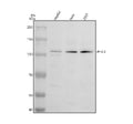 Anti-PHC3 Antibody Picoband®