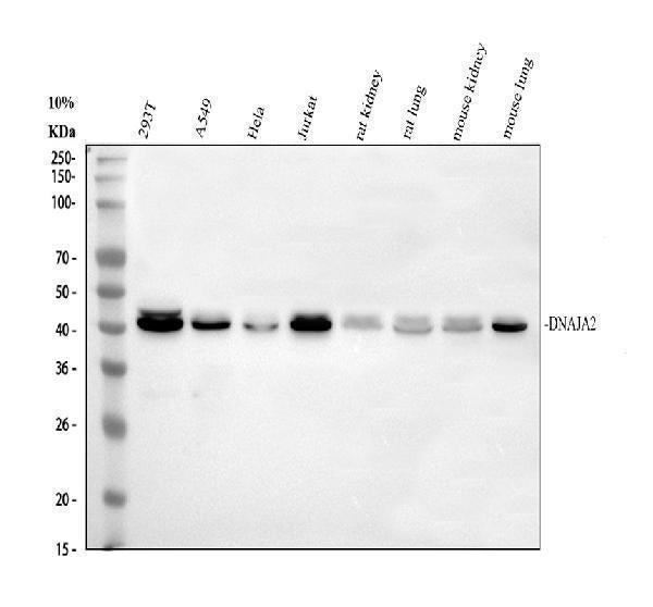 Anti-DNAJA2 Antibody Picoband®
