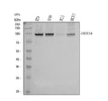 Anti-DDX54 Antibody Picoband®