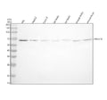 Anti-PIP5K1B Antibody Picoband®