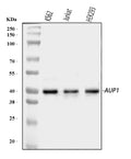 Anti-AUP1 Antibody Picoband®