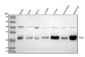 Anti-HAGH Antibody Picoband®