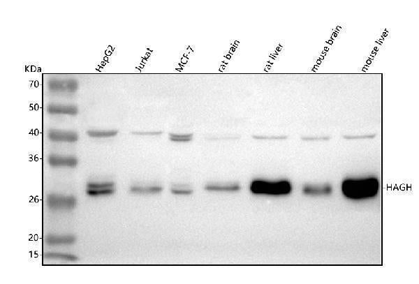 Anti-HAGH Antibody Picoband®