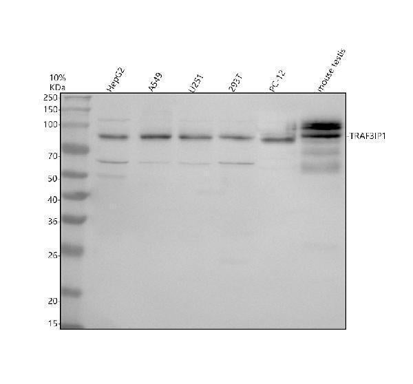 Anti-TRAF3IP1 Antibody Picoband®