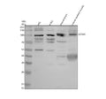 Anti-DCAF6 Antibody Picoband®