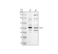 Anti-TRIM11 Antibody Picoband®