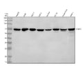 Anti-STXBP3 Antibody Picoband®