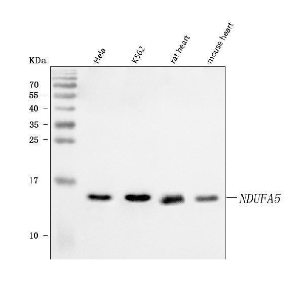 Anti-NDUFA5 Antibody Picoband®