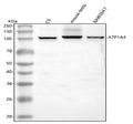 Anti-ATP1A4 Antibody Picoband®