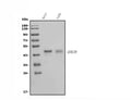 Anti-HOXC10 Antibody Picoband®