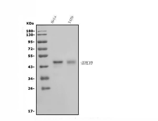 Anti-HOXC10 Antibody Picoband®