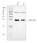 Anti-HSD-4/RNF138 Antibody Picoband®