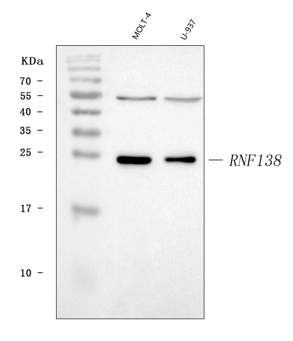 Anti-HSD-4/RNF138 Antibody Picoband®