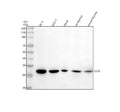 Anti-CLTB Antibody Picoband®