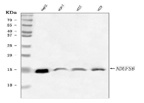 Anti-NDUFS6 Antibody Picoband®