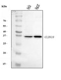 Anti-Claudin18/CLDN18 Antibody Picoband®