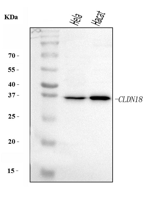 Anti-Claudin18/CLDN18 Antibody Picoband®