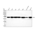 Anti-HOXB6 Antibody Picoband®