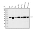 Anti-HOMER3 Antibody Picoband®