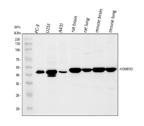 Anti-HOMER3 Antibody Picoband®