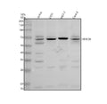 Anti-TRIM39 Antibody Picoband®