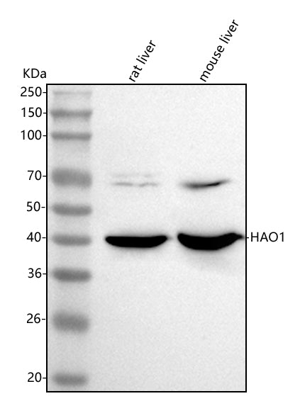 Anti-HAO1 Antibody Picoband®