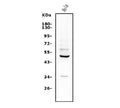Anti-ETF/TEAD2 Antibody Picoband®