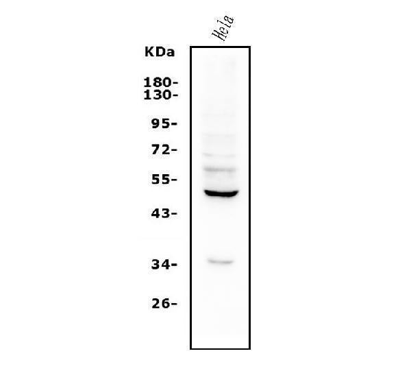 Anti-ETF/TEAD2 Antibody Picoband®