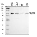Anti-TOMM70 Antibody Picoband®