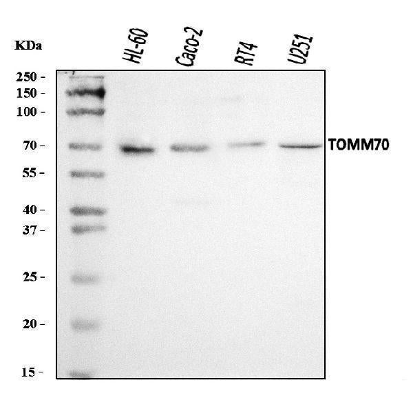 Anti-TOMM70 Antibody Picoband®