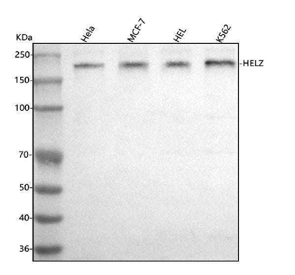 Anti-HELZ Antibody Picoband®