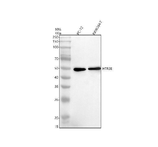 Anti-HTR3E Antibody Picoband®