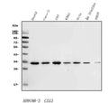Anti-Carbonic Anhydrase 13/CA13 Antibody Picoband®