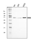 Anti-EXOSC8 Antibody Picoband®