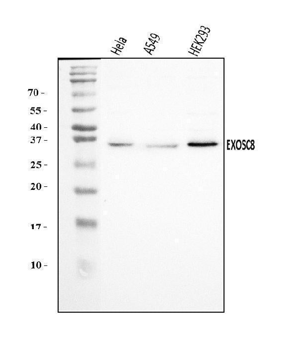 Anti-EXOSC8 Antibody Picoband®