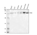 Anti-TTBK1 Antibody Picoband®