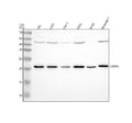 Anti-CEBPG Antibody Picoband®