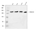 Anti-UBE2O Antibody Picoband®