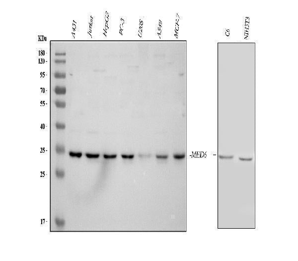 Anti-MED6 Antibody Picoband®