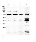 Anti-NCKAP1 Antibody Picoband®