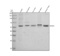 Anti-DDX25 Antibody Picoband®