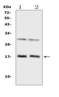 Anti-IL1F10 Antibody Picoband®