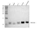 Anti-NDUFA4 Antibody Picoband®