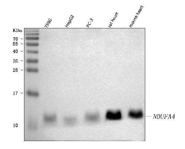 Anti-NDUFA4 Antibody Picoband®