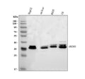 Anti-BDH1 Antibody Picoband®
