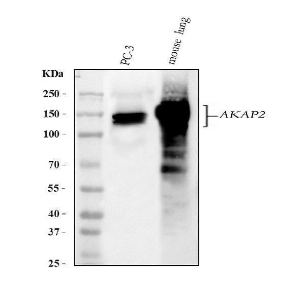 Anti-AKAP2 Antibody Picoband®