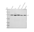 Anti-SP140 Antibody Picoband®