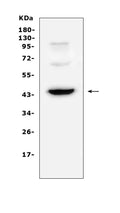 Anti-CD72 Antibody Picoband®