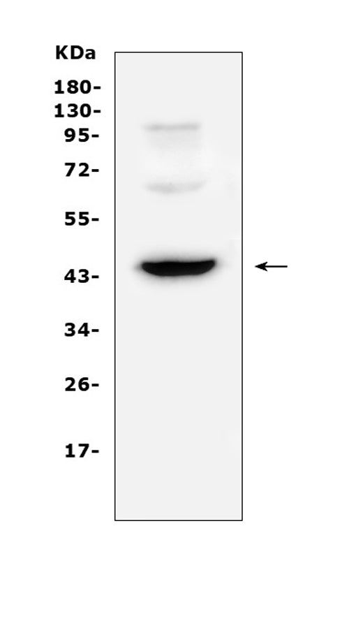 Anti-CD72 Antibody Picoband®