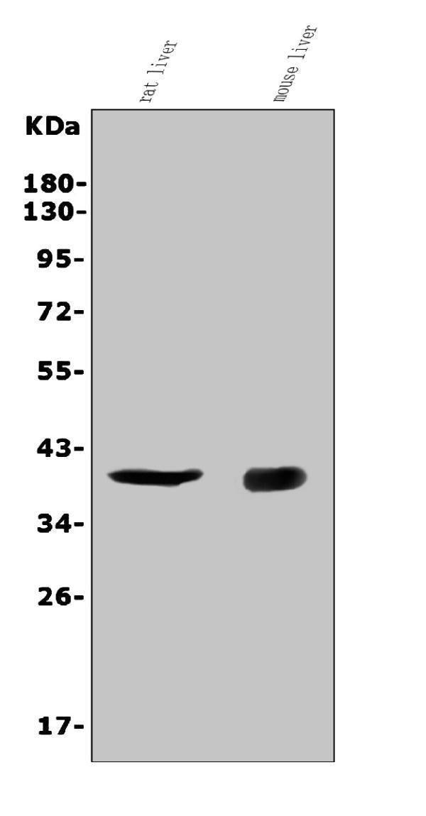 Anti-CD72 Antibody Picoband®